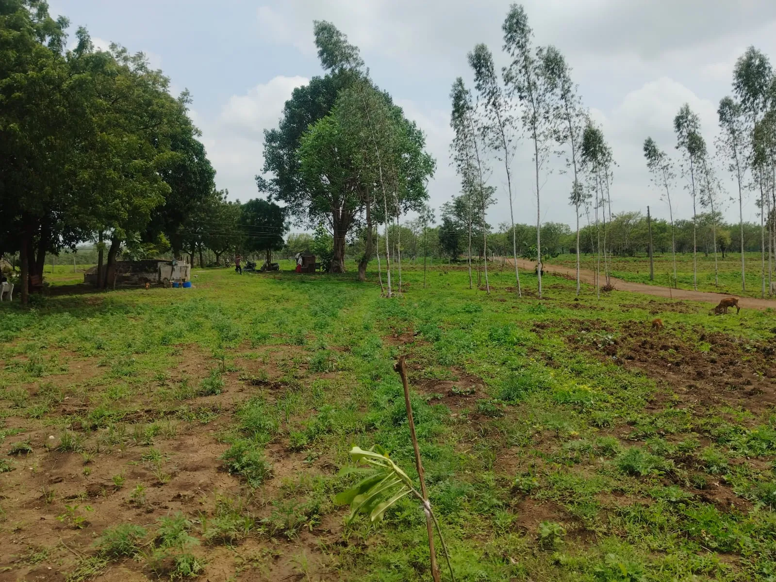Asha Greens photo 5