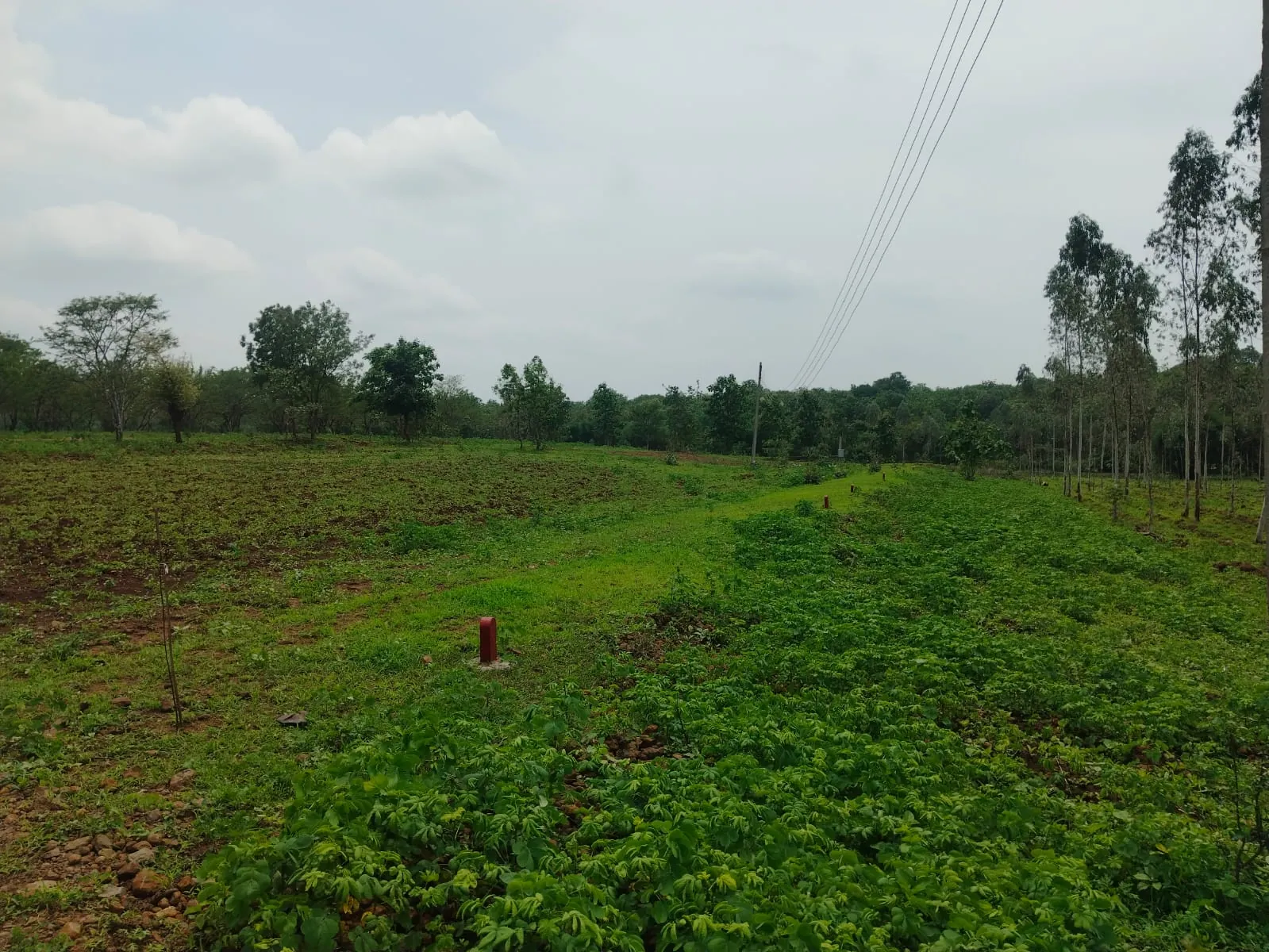Asha Greens photo 7