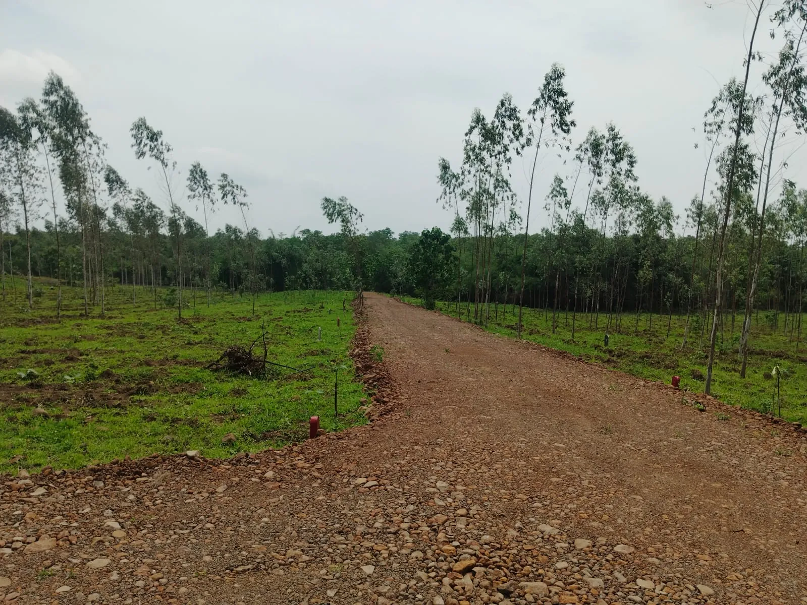 Asha Greens photo 6